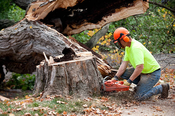 Best Tree Preservation Services  in Riceville, TN