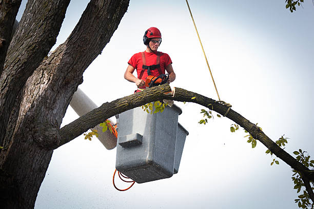 How Our Tree Care Process Works  in  Riceville, TN